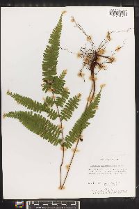 Lindsaea quadrangularis image