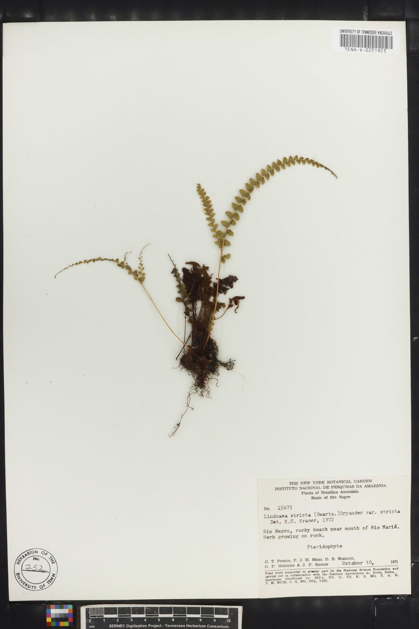 Lindsaea stricta var. stricta image