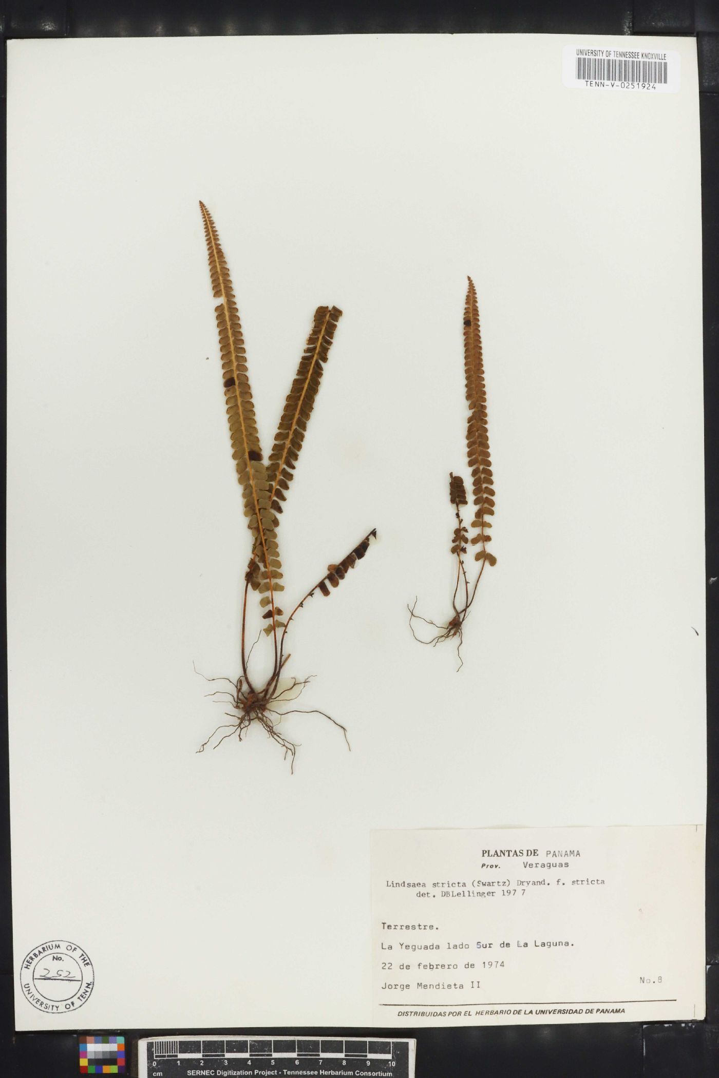 Lindsaea stricta var. stricta image