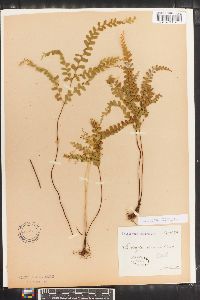 Lindsaea virescens image