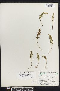 Lindsaea odorata image