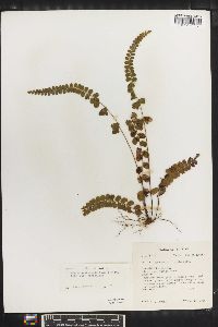 Lindsaea orbiculata image