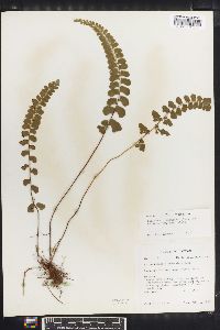 Lindsaea orbiculata image