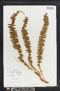 Lindsaea repens image