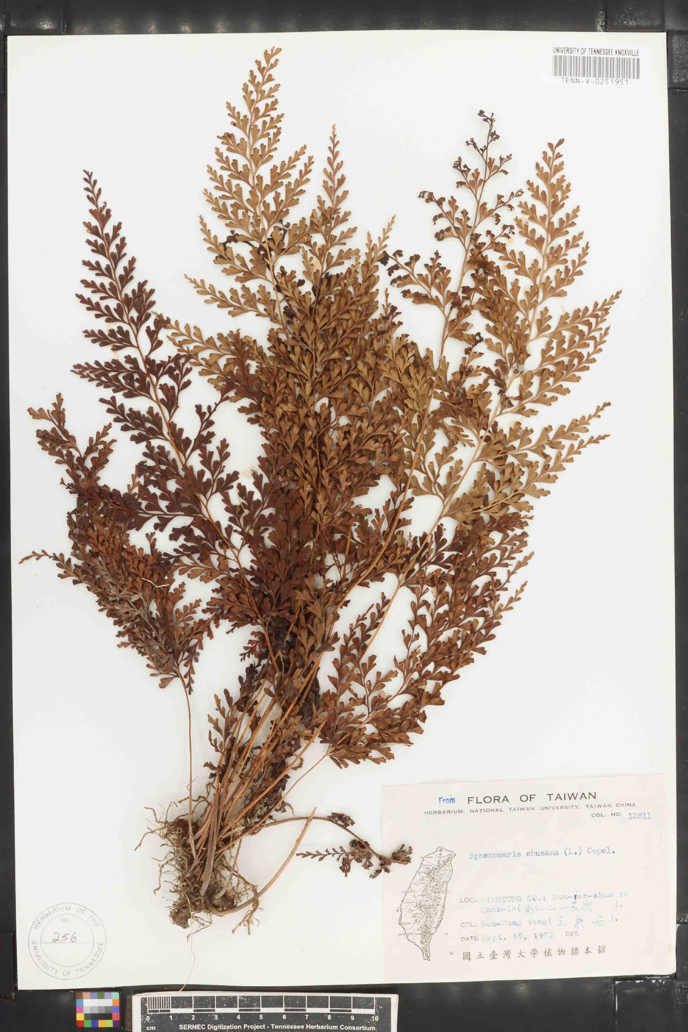 Sphenomeris chusana image