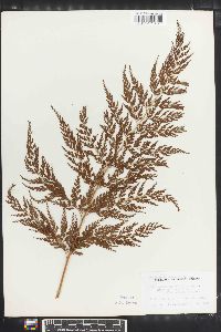 Sphenomeris chusana image