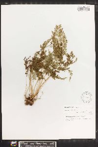 Sphenomeris chusana image