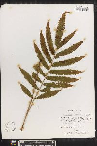 Thelypteris tetragona image