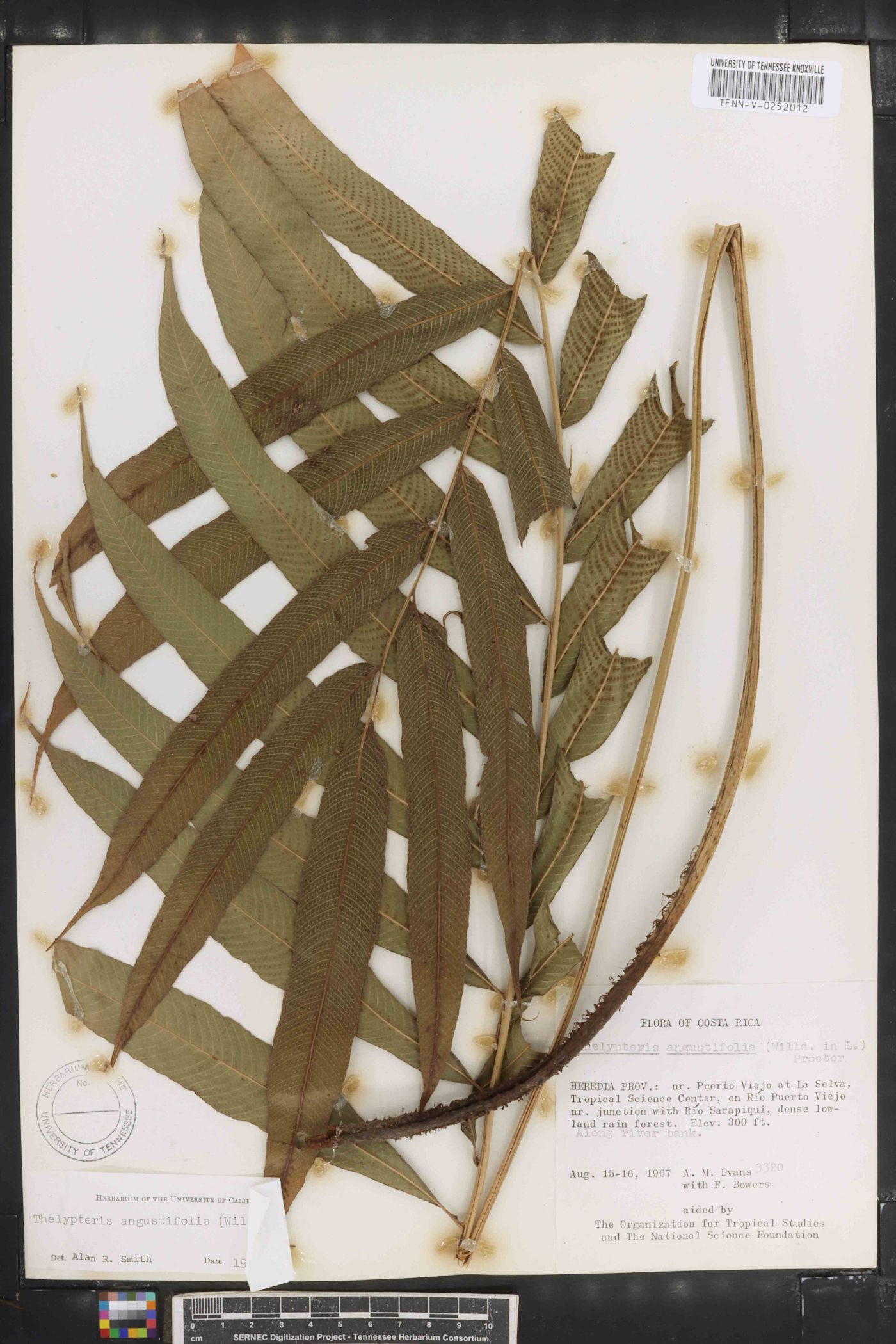 Thelypteris angustifolia image