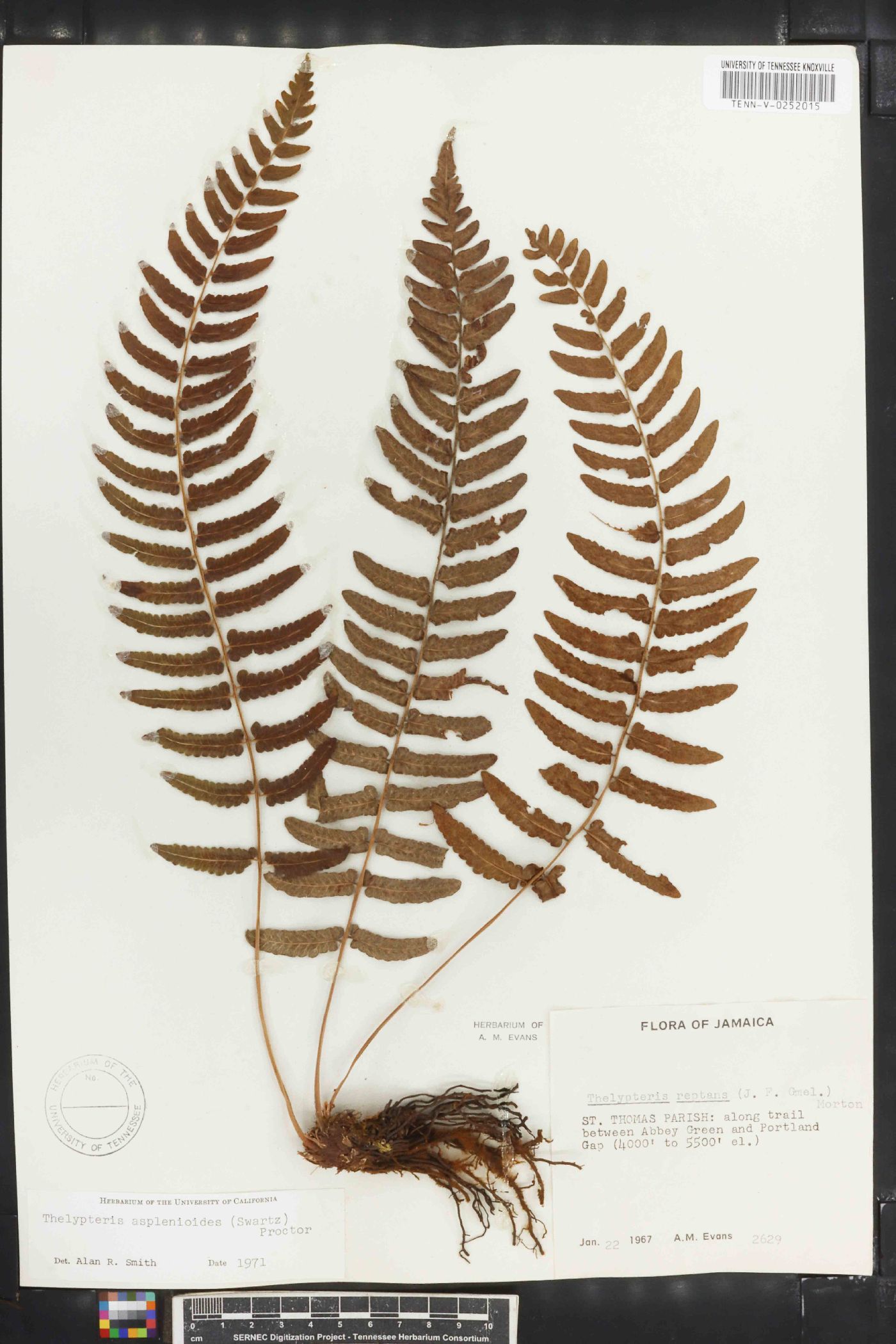 Thelypteris asplenioides image