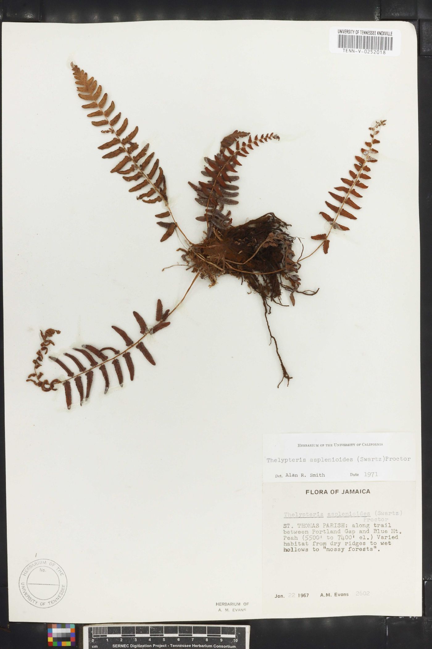 Thelypteris asplenioides image