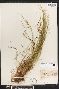 Carex lucorum image