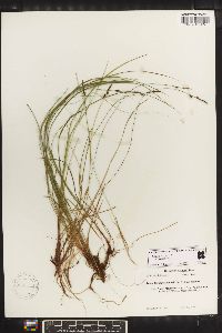 Carex lucorum image