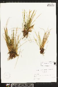 Carex rossii image