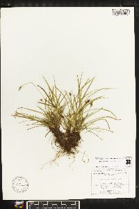 Carex rossii image