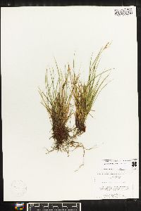 Carex rossii image