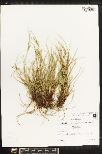 Carex emmonsii image