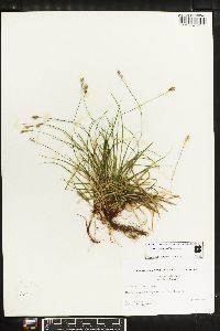 Carex emmonsii image