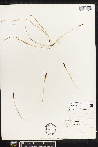 Carex lucorum image