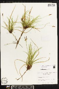 Carex lucorum image