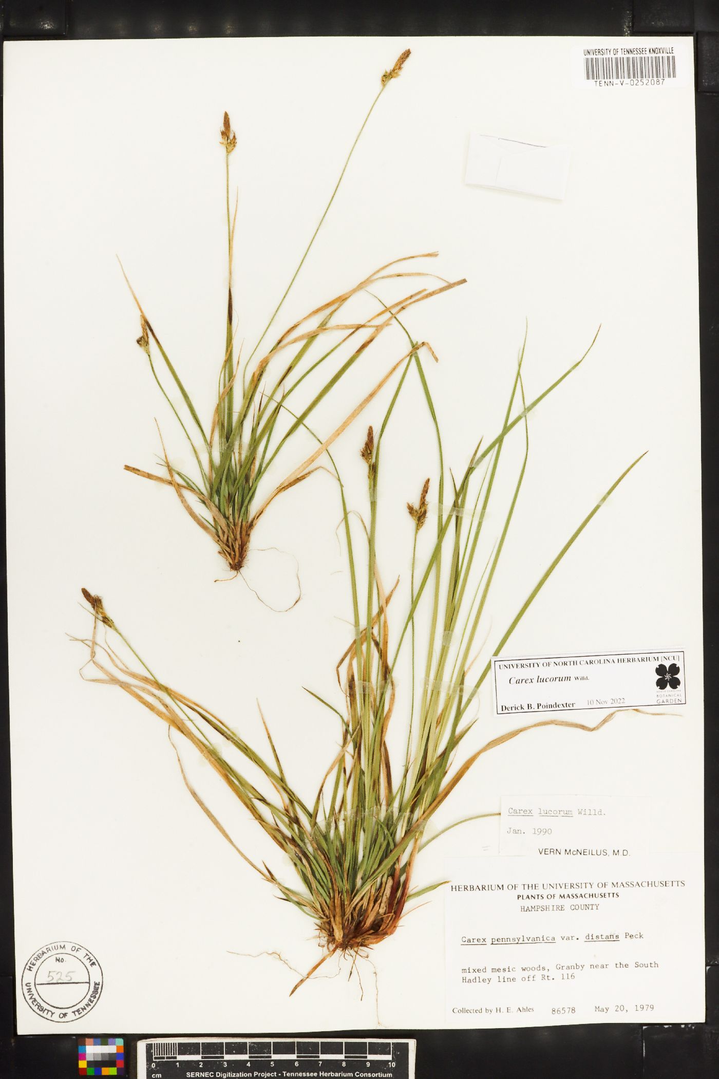 Carex lucorum image