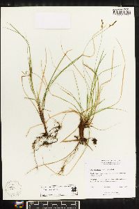 Carex lucorum image