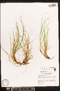 Carex novae-angliae image