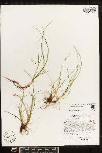 Carex novae-angliae image