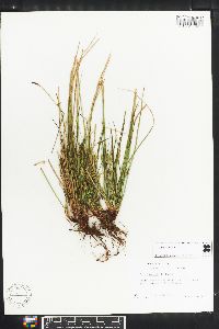 Carex rossii image