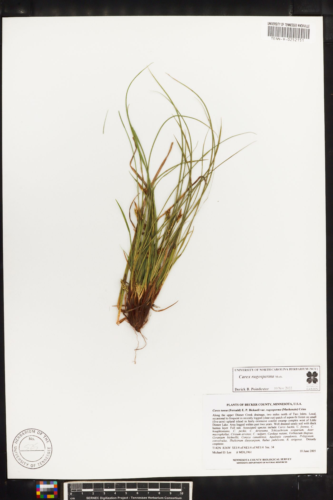 Carex rugosperma image