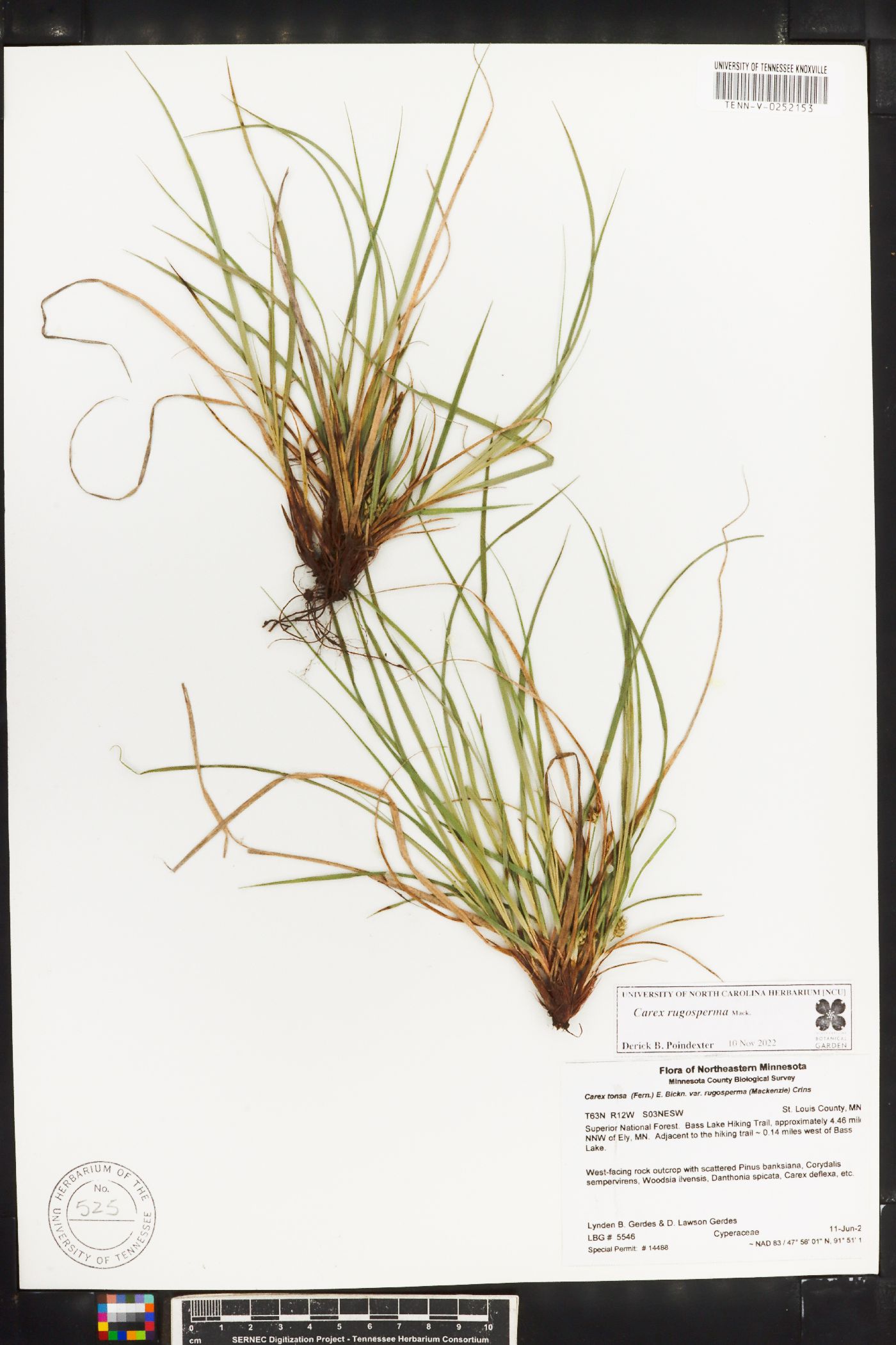 Carex rugosperma image
