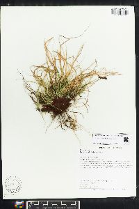 Carex umbellata image