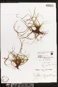 Carex umbellata image