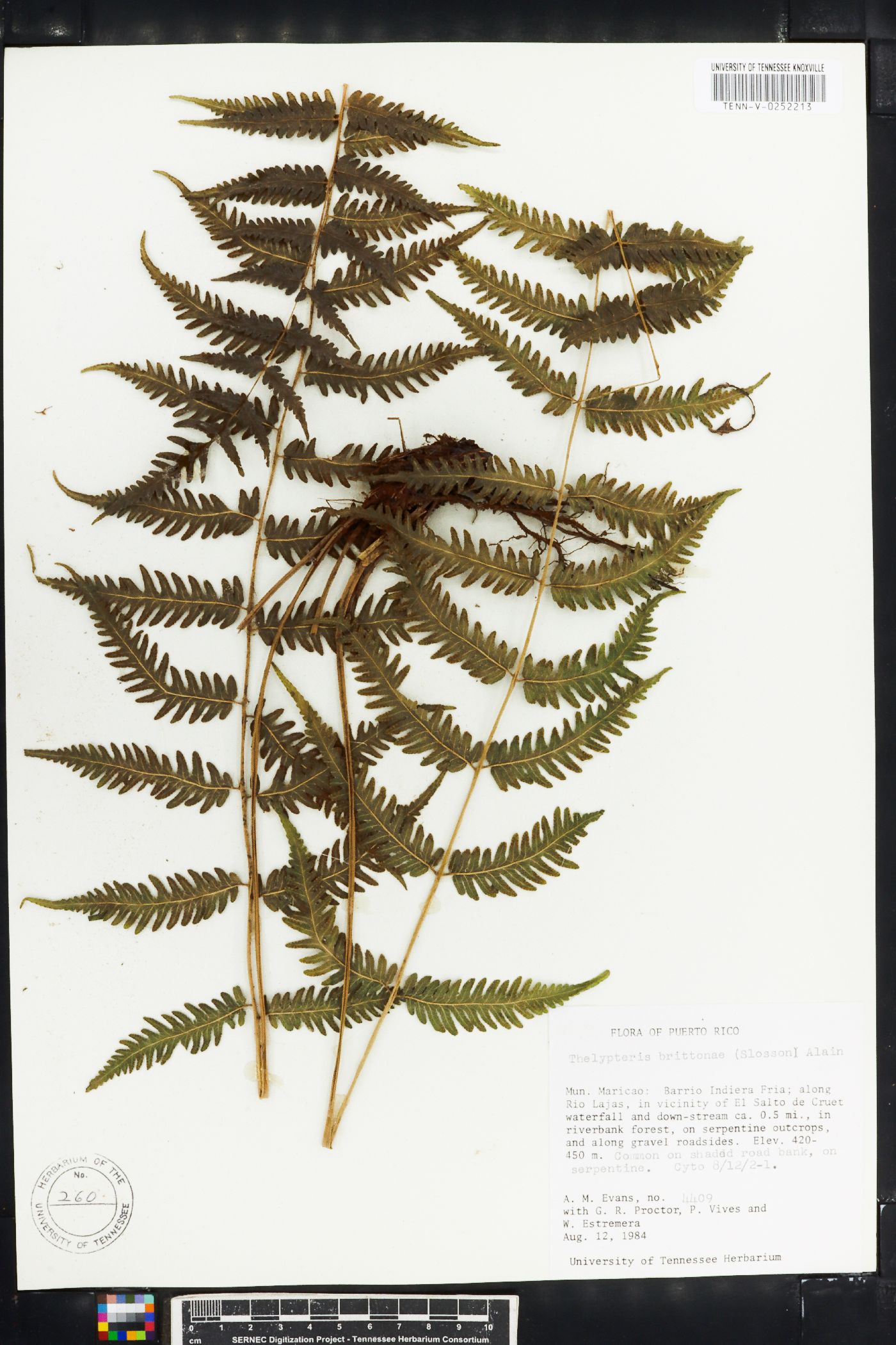 Thelypteris brittonae image