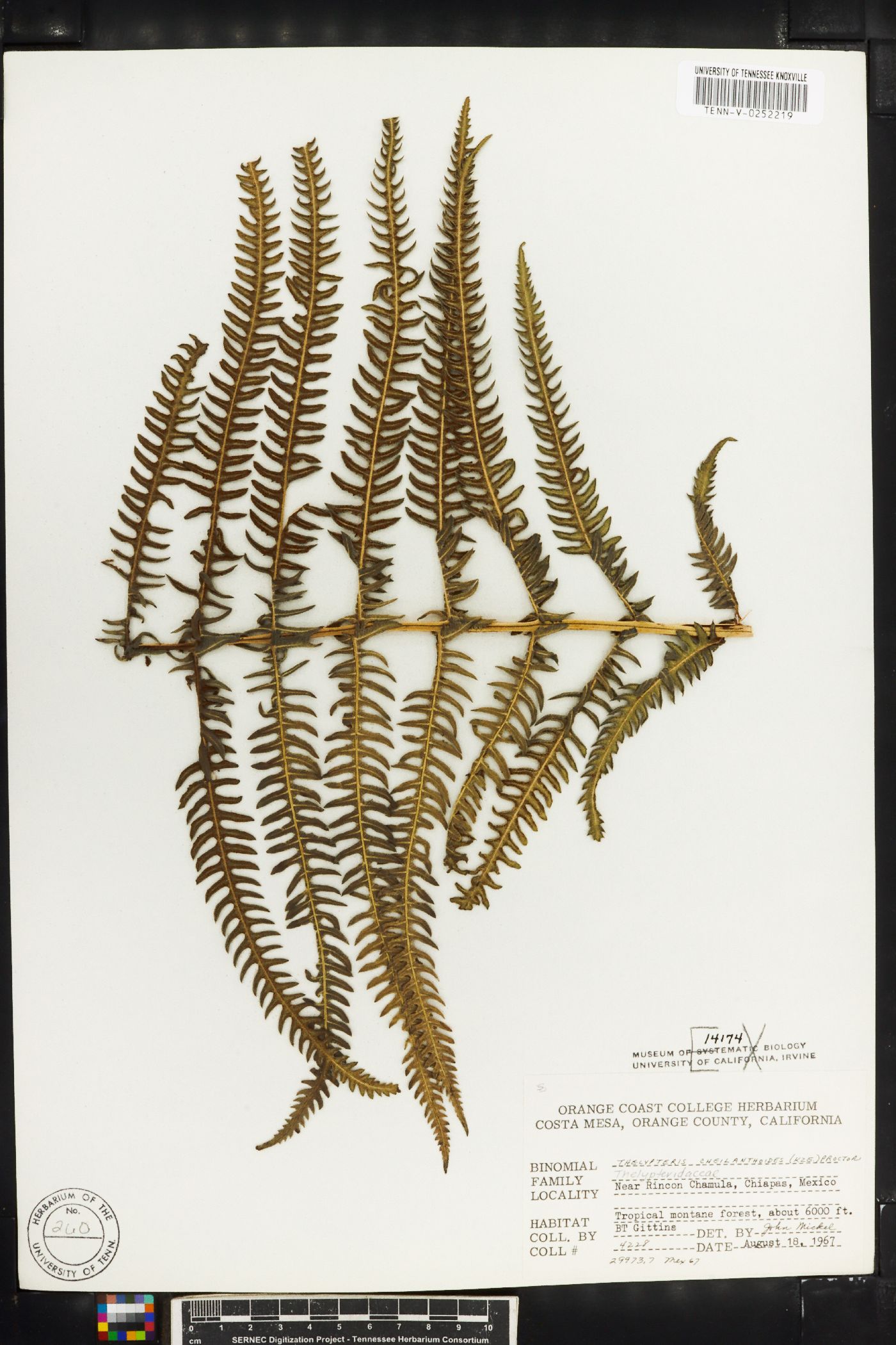 Thelypteris cheilanthoides image