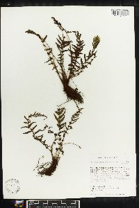 Thelypteris consanguinea image
