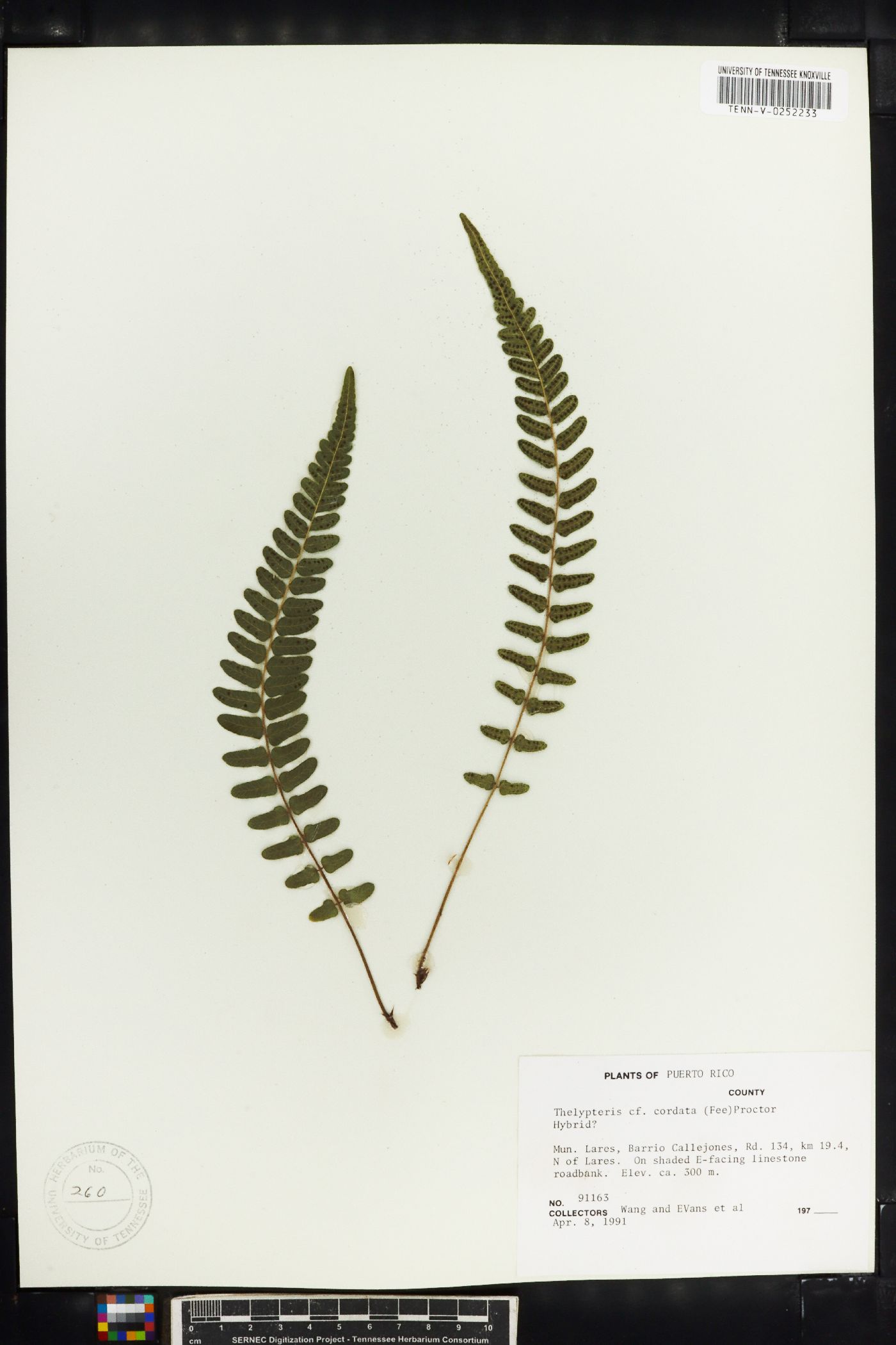 Thelypteris cordata image