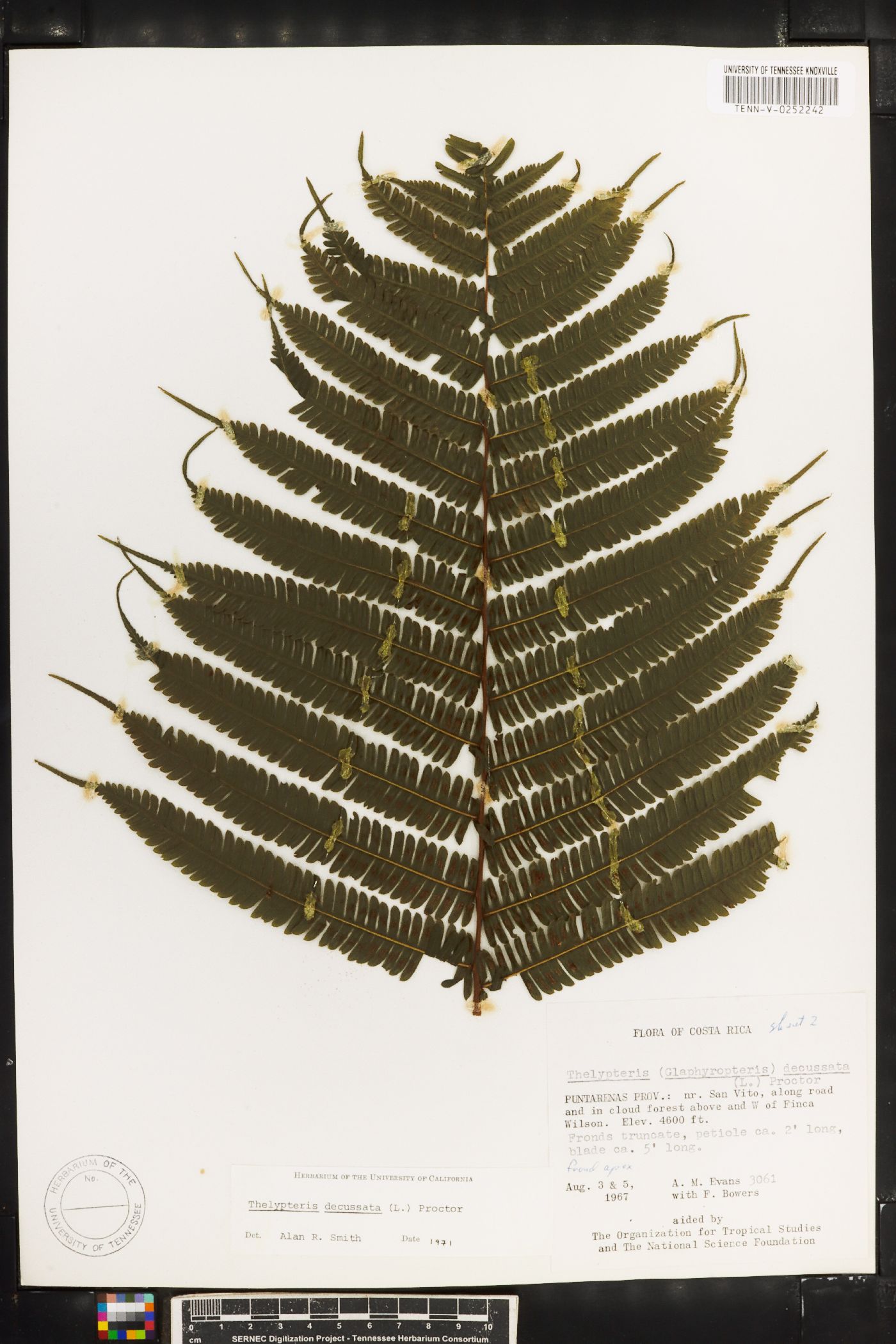 Thelypteris decussata image