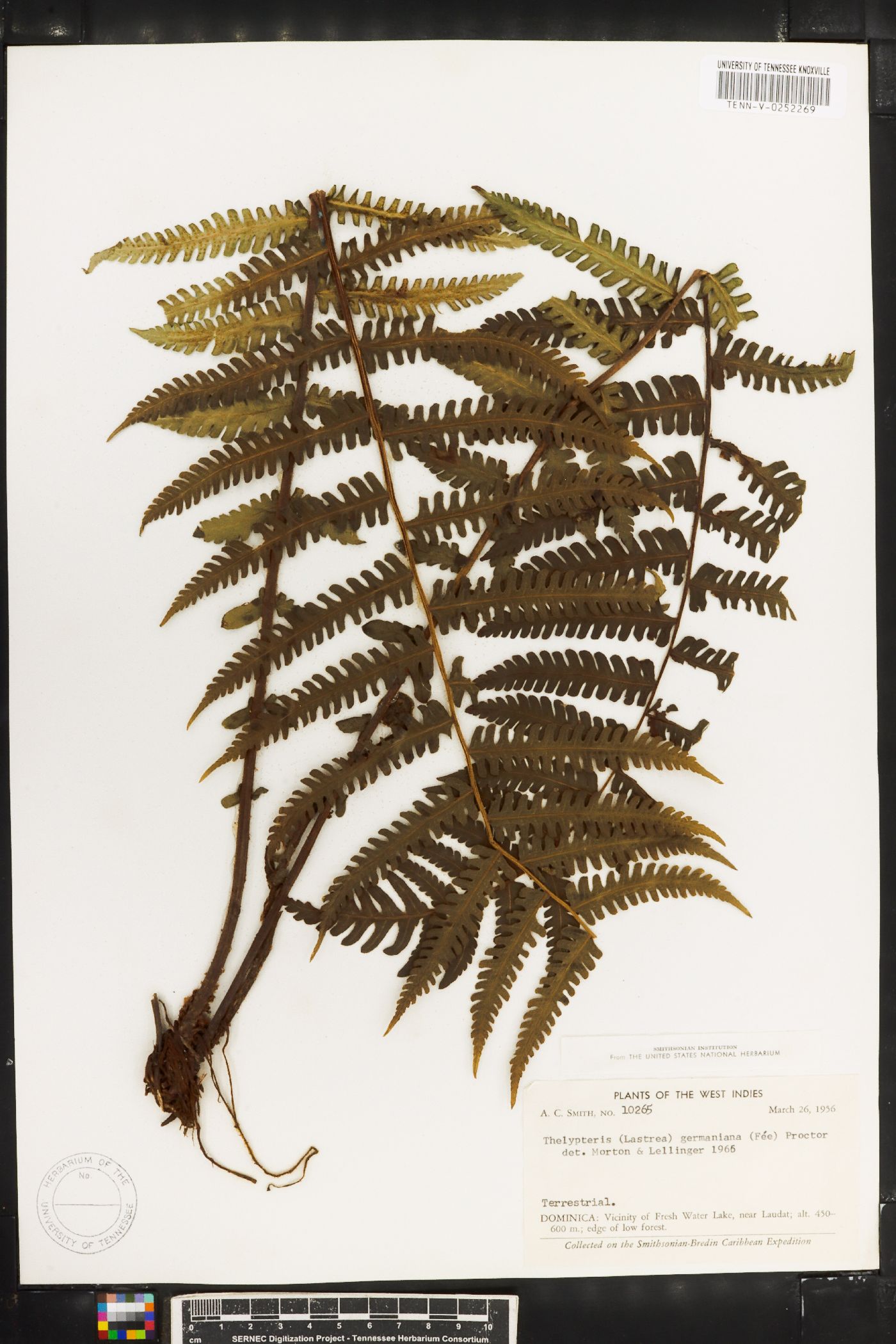 Thelypteris germaniana image