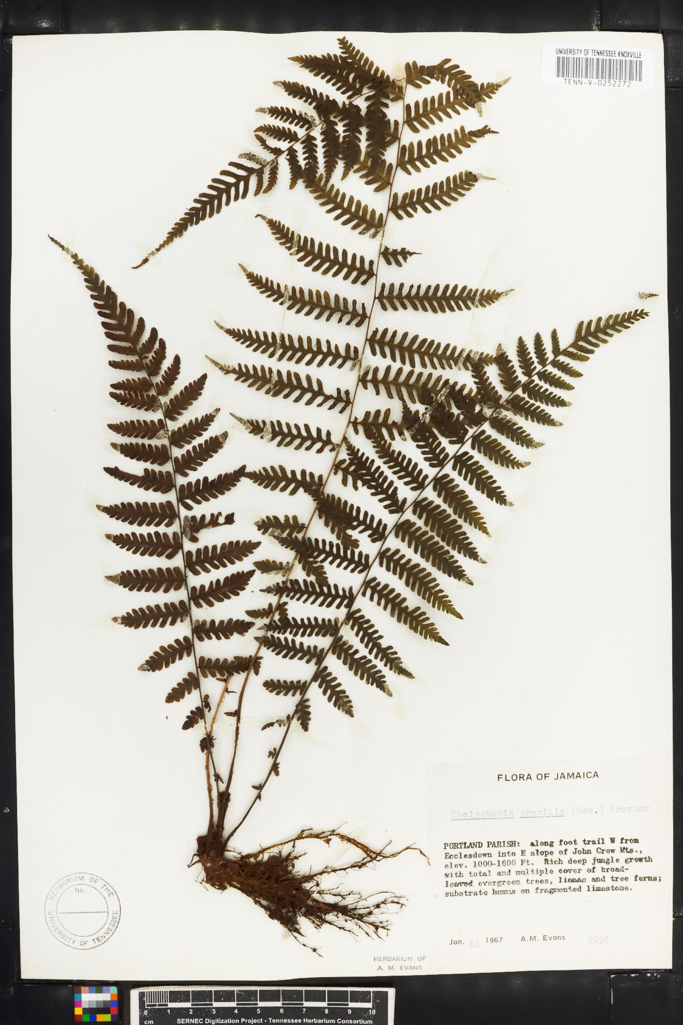 Thelypteris gracilis image