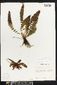 Thelypteris guadalupensis image