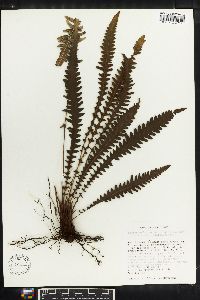 Thelypteris guadalupensis image