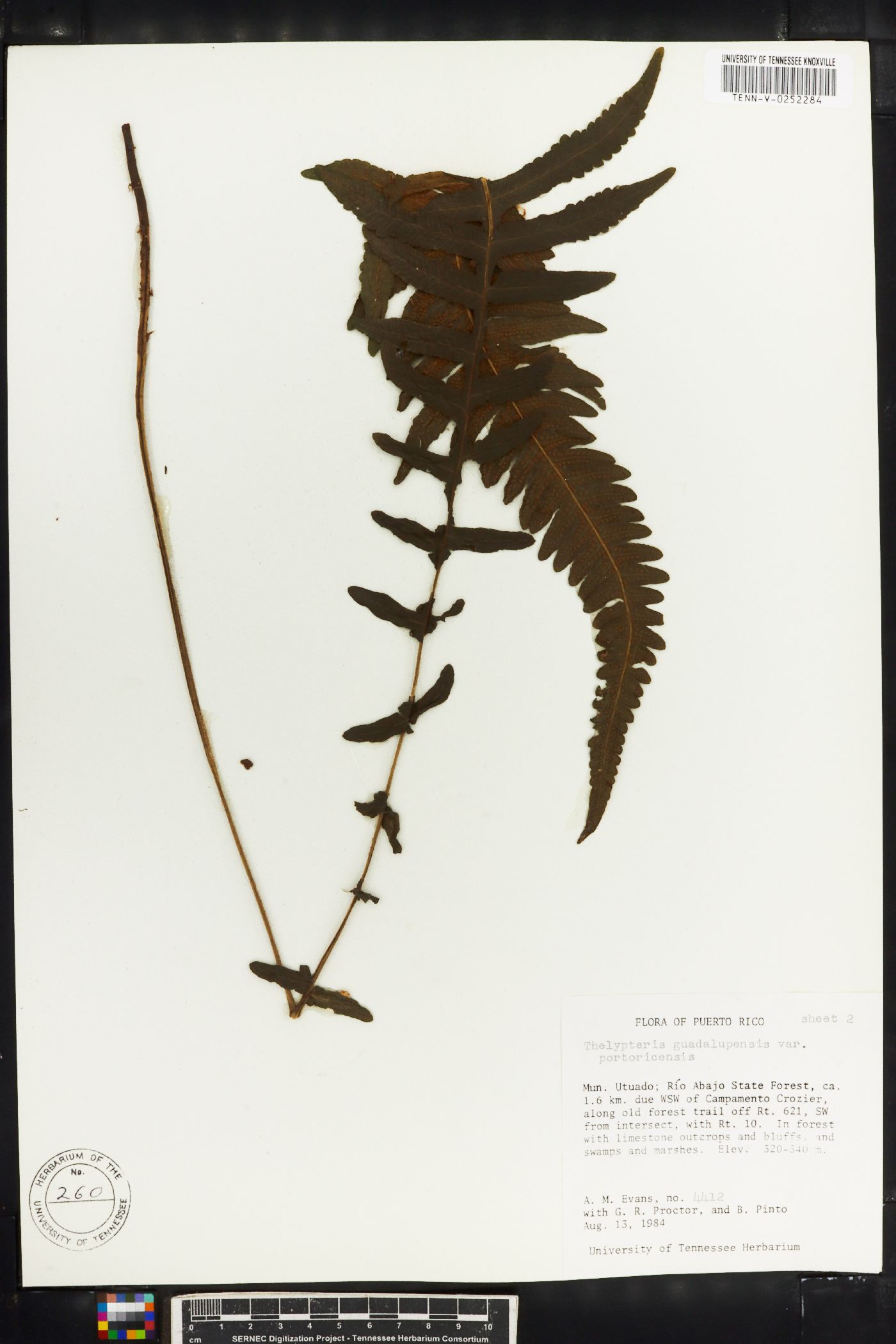 Thelypteris guadalupensis image