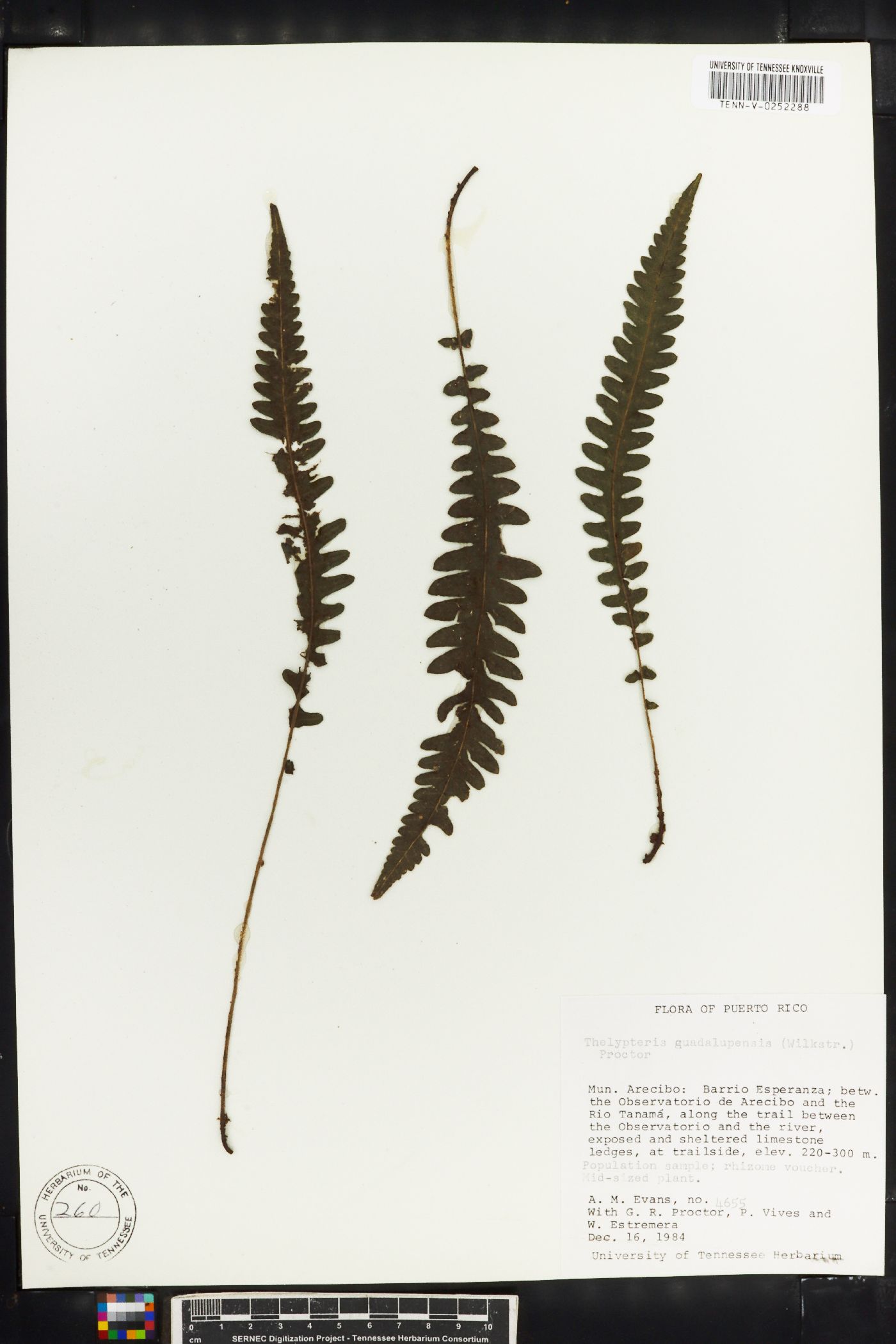 Thelypteris guadalupensis image