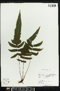 Thelypteris hastata image