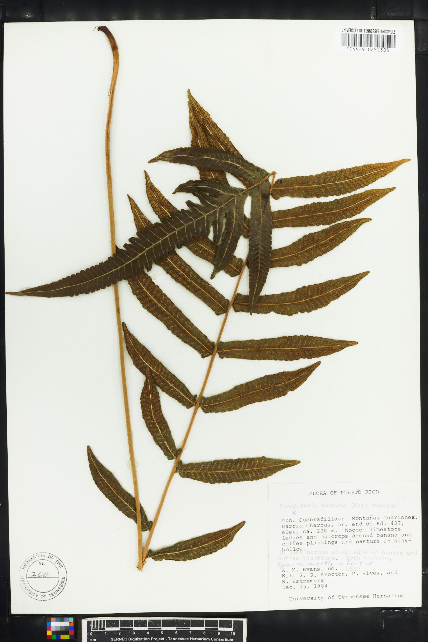 Thelypteris hastata image