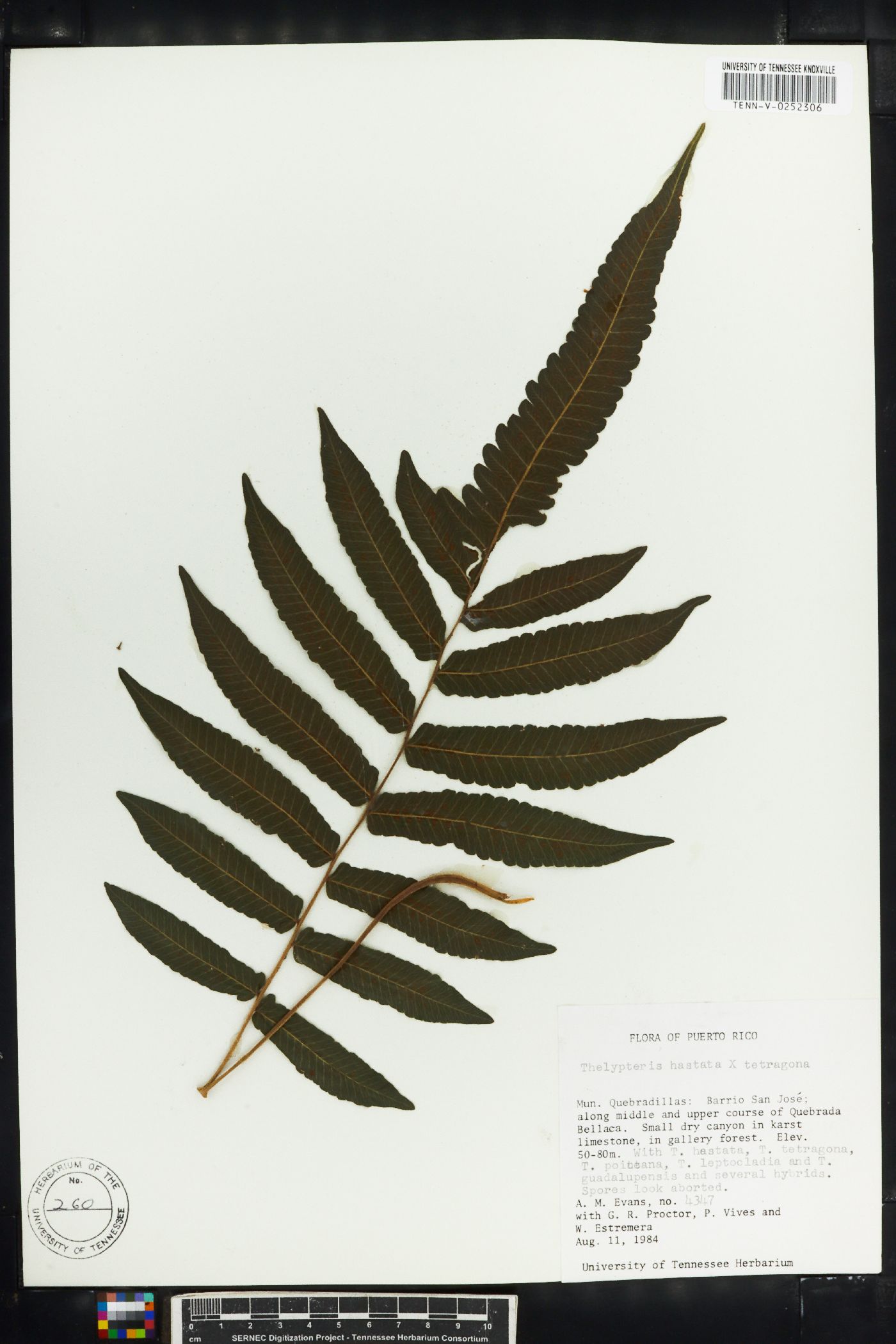 Thelypteris hastata image