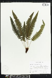 Thelypteris hildae image