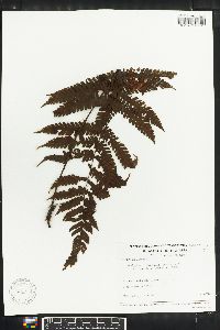 Thelypteris hispidula image