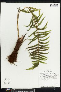 Thelypteris hispidula image